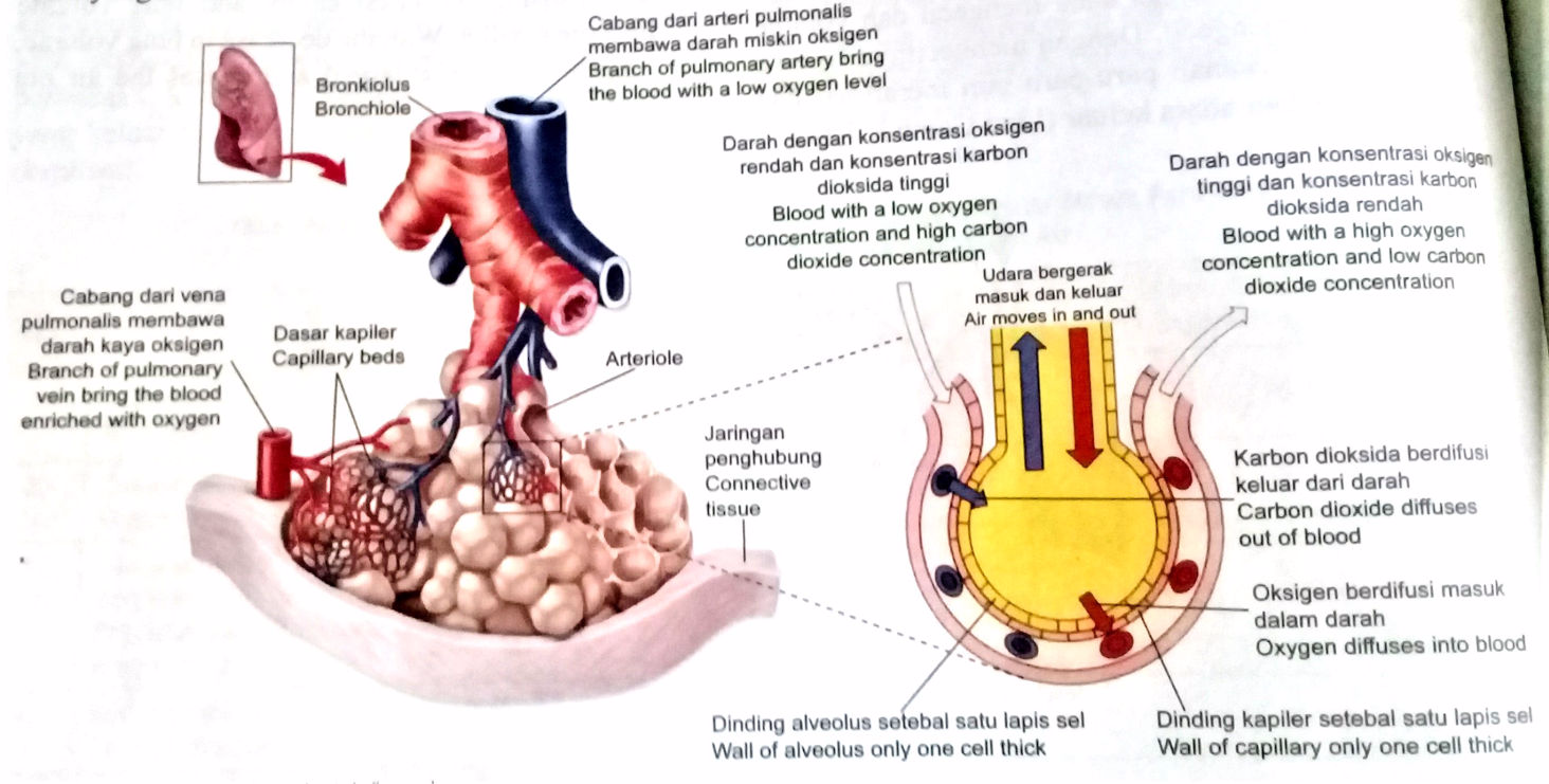 Oksigen dari alveolus masuk kedalam darah melalui proses